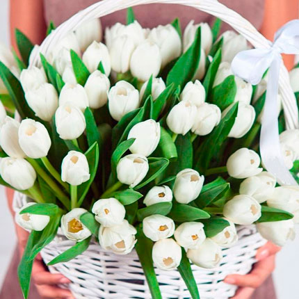 Корзина 75 белых тюльпанов – заказать с доставкой