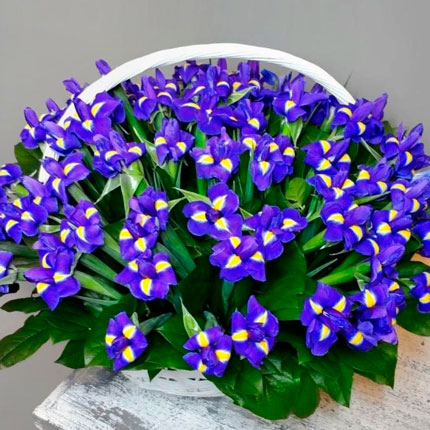 Basket 37 irises – delivery in Ukraine