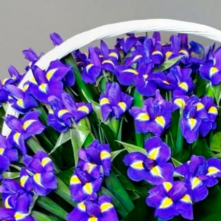 Basket 37 irises – order with delivery