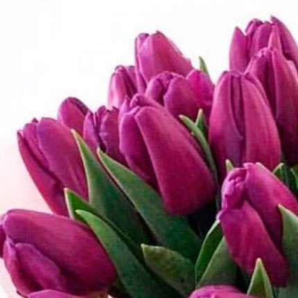 Букет "25 сиреневых тюльпанов" - заказать с доставкой