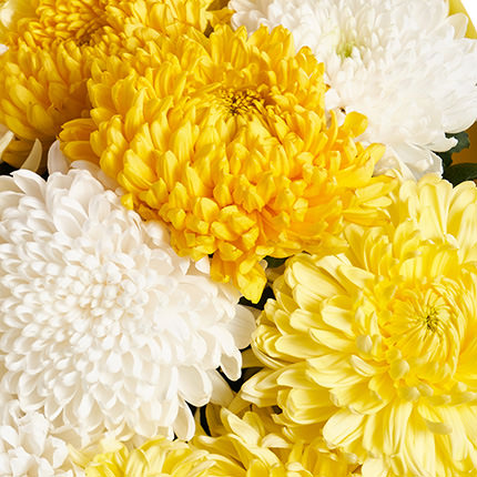Букет "11 бело-желтых хризантем" - заказать с доставкой