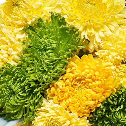 Bouquet "9 yellow-green chrysanthemums" - order with delivery