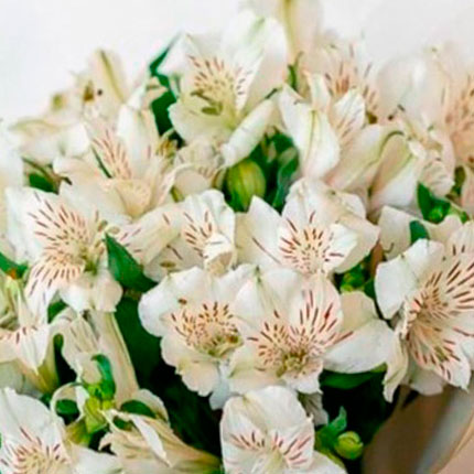 Bouquet "9 white alstroemerias" - order with delivery