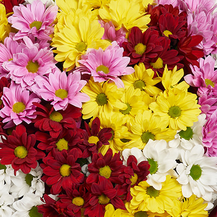 25 разноцветных хризантем! - заказать с доставкой