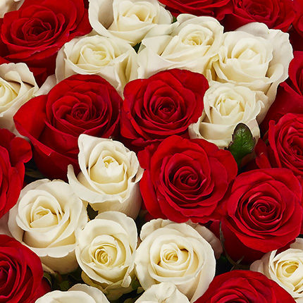 51 красная и белая роза! - заказать с доставкой