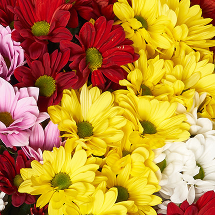 Букет "15 разноцветных хризантем!" – заказать с доставкой