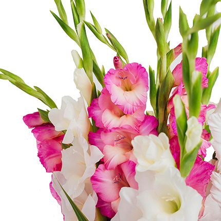 25 multicolored gladioluses! – order with delivery