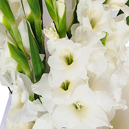 Bouquet "7 white gladioluses" - order with delivery
