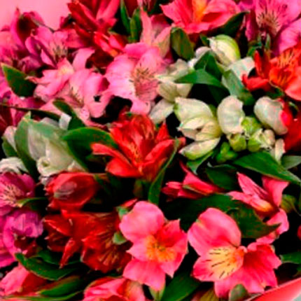 Bouquet "19 colorful alstroemerias" - order with delivery