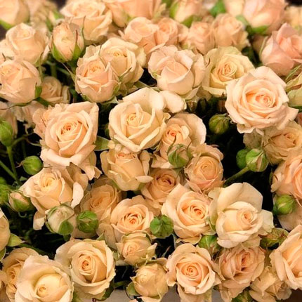 Квіти у коробці "19 кремових троянд" – замовити з доставкою