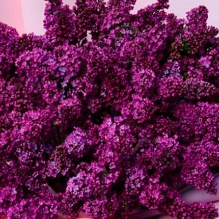 51 fragrant lilac branches - order with delivery