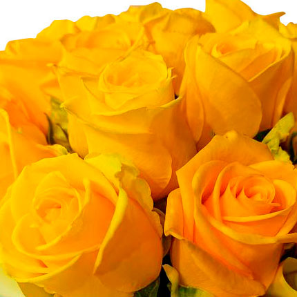 Квіти в коробці "25 жовтих троянд" – замовити з доставкою