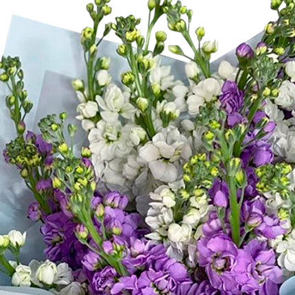 Bouquet "15 branches of matthiola" - order with delivery