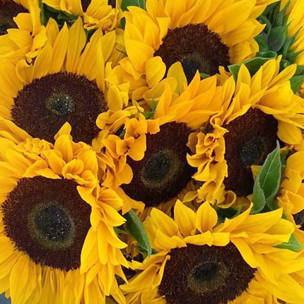 Bouquet "11 bright sunflowers" - order with delivery