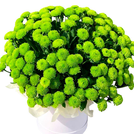 Квіти в коробці "Зелена галявина" - доставка по Україні