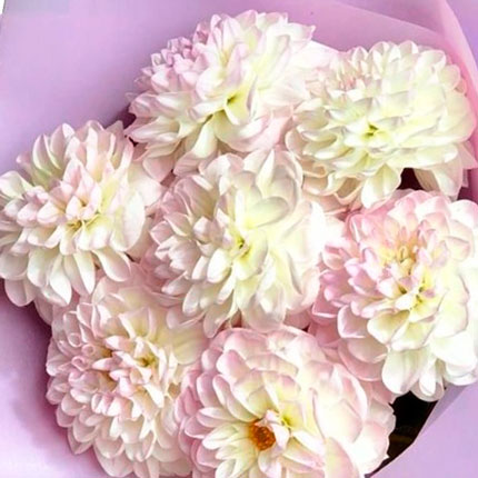 Bouquet "7 tender dahlias" – order with delivery