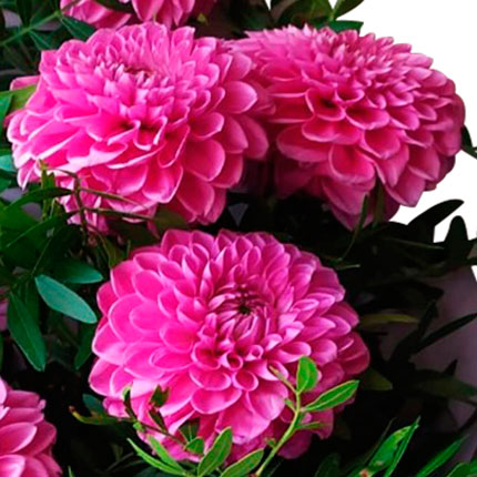 Bouquet "7 bright dahlias" – order with delivery