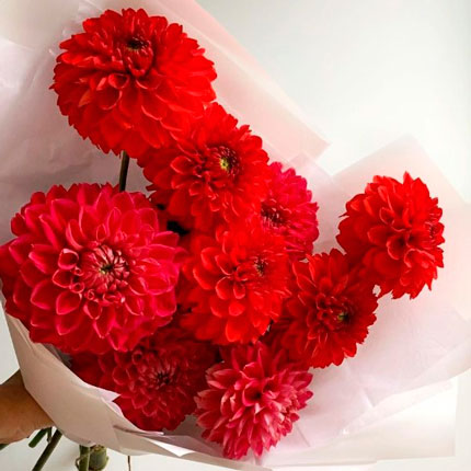 Bouquet "9 red dahlias" - delivery in Ukraine