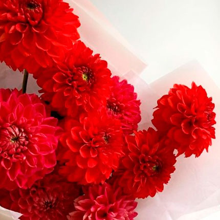 Bouquet "9 red dahlias" - order with delivery