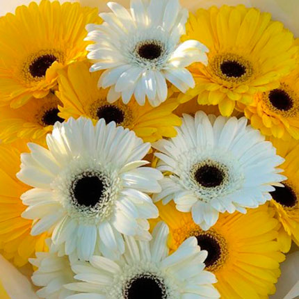 Bouquet "Rays of the sun" - order with delivery