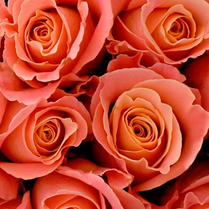 101 roses Miss Piggy – order with delivery