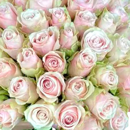 101 Pink Athena roses - order with delivery