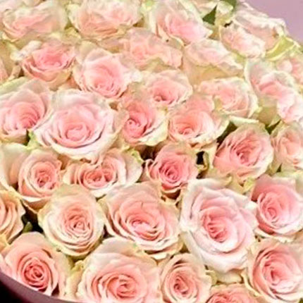51 Pink Athena roses (Kenya) - order with delivery