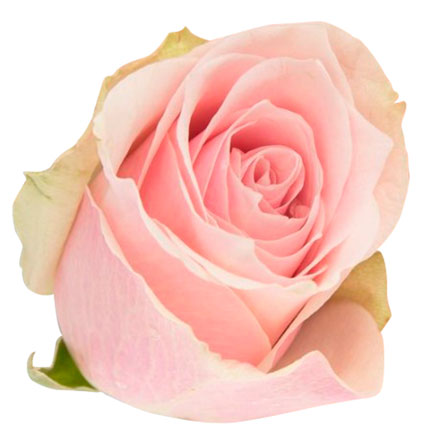 35 троянд Pink Athena (Кенія) - замовити з доставкою