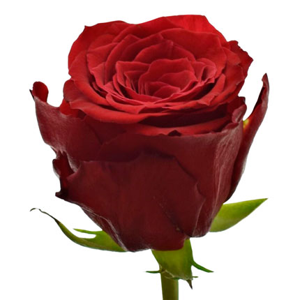 39 красных роз 40 см (Кения) - заказать с доставкой