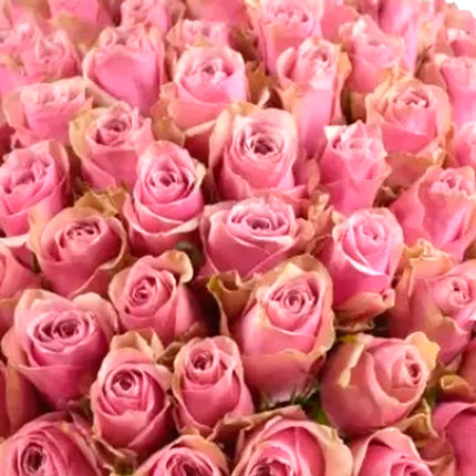 101 роза Athena Royale (Кения) – заказать с доставкой