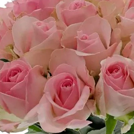15 троянд Avalanche Sorbet (Кенія) - замовити з доставкою