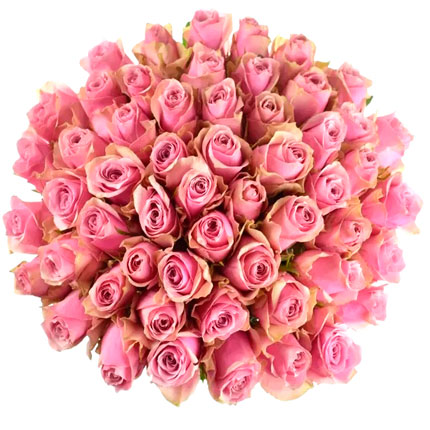 51 роза Athena Royale (Кения) - доставка по Украине