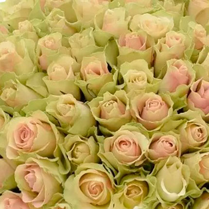 101 троянда La Belle (Кенія) - замовити з доставкою