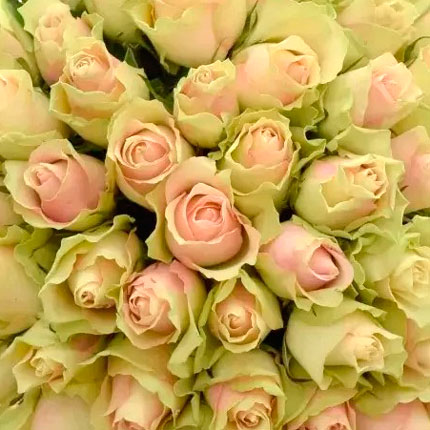 Квіти в коробці "35 троянд Belle Rose" - замовити з доставкою