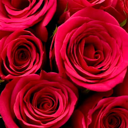 29 роз цвета фуксии (Кения) - заказать с доставкой