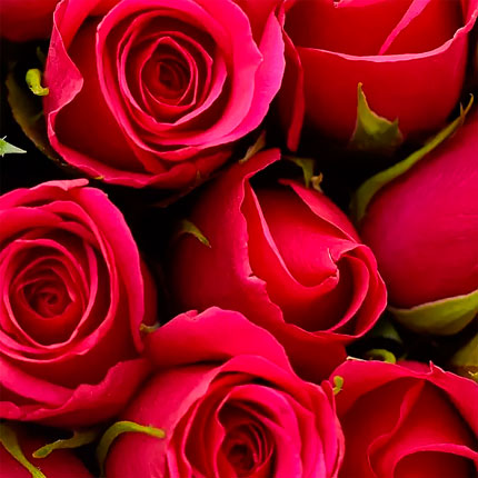 51 троянда кольору фуксії (Кенія) - замовити з доставкою