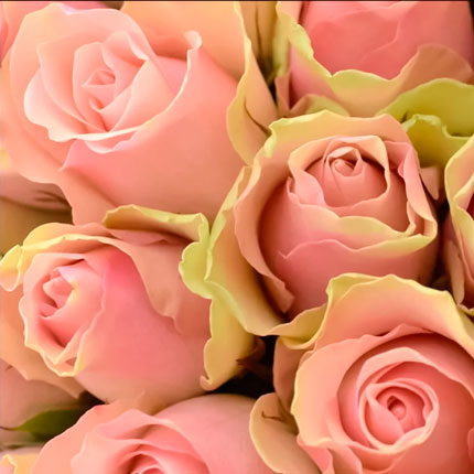 51 роза Belle Rose (Кения) - заказать с доставкой