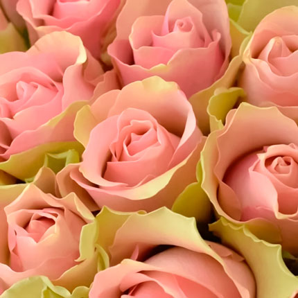 101 троянда Belle Rose (Кенія) - замовити з доставкою