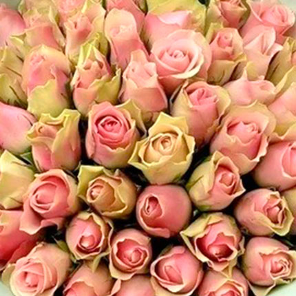 35 роз Belle Rose (Кения) - заказать с доставкой