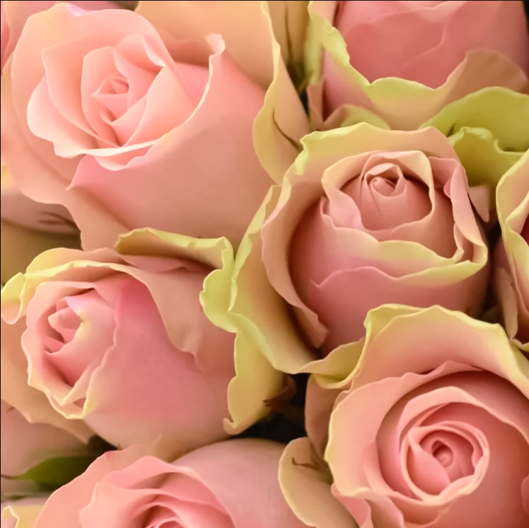 25 троянд Belle Rose (Кенія) - замовити з доставкою