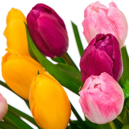 11 bright tulips - delivery in Ukraine