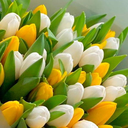 Bouquet "51 white and yellow tulips" - order with delivery