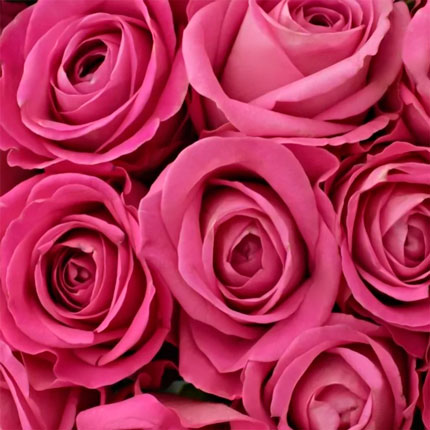 35 pink roses (Kenya) - order with delivery