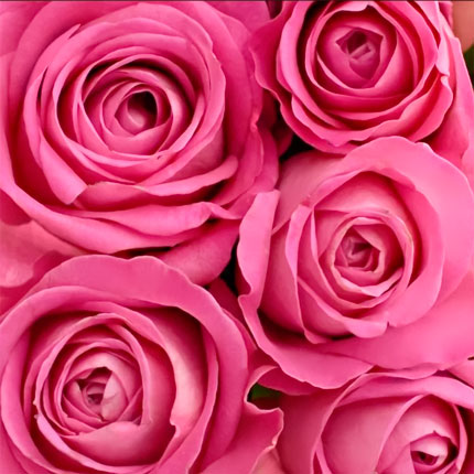 9 pink roses (Kenya) - order with delivery