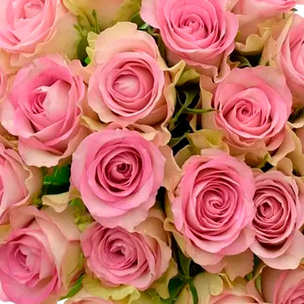 21 роза Lovely Jewel (Кения) – заказать с доставкой