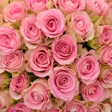 51 Lowely Jewel roses (Kenya) - order with delivery