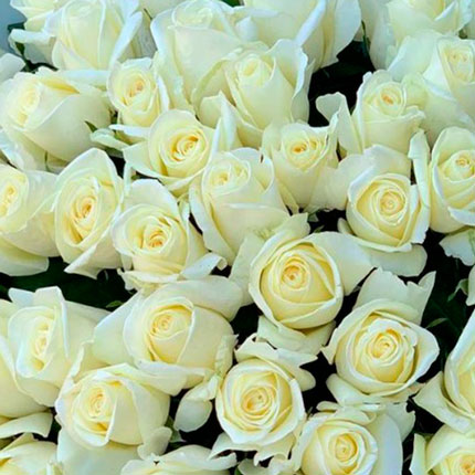 51 белая роза (Кения) - заказать с доставкой