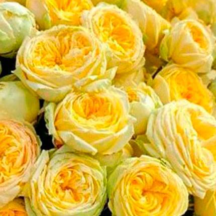 Квіти в коробці "11 троянд Півоні Баблз" - order with delivery