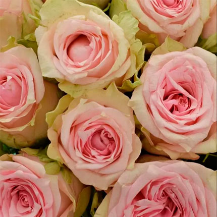 21 роза Sudoku (Кения) - заказать с доставкой