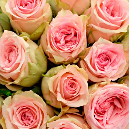 51 Sudoku roses (Kenya) – order with delivery